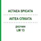 АКТЕА СПИКАТА (ACTAEA SPICATA) LM 13 раствор 10 мл - Гомеопатия ARCANA DR.SEWERIN