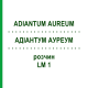 АДИАНТУМ АУРЕУМ (ADIANTUM AUREUM) LM 1 раствор 10 мл - Гомеопатия ARCANA DR.SEWERIN