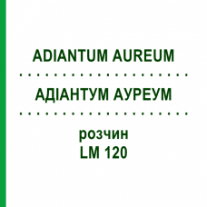 АДИАНТУМ АУРЕУМ (ADIANTUM AUREUM) LM 120 раствор 10 мл - Гомеопатия ARCANA DR.SEWERIN