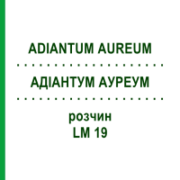 АДИАНТУМ АУРЕУМ (ADIANTUM AUREUM) LM 19 раствор 10 мл - Гомеопатия ARCANA DR.SEWERIN