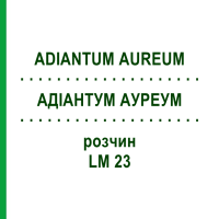 АДИАНТУМ АУРЕУМ (ADIANTUM AUREUM) LM 23 раствор 10 мл - Гомеопатия ARCANA DR.SEWERIN