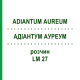 АДИАНТУМ АУРЕУМ (ADIANTUM AUREUM) LM 27 раствор 10 мл - Гомеопатия ARCANA DR.SEWERIN
