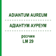 АДИАНТУМ АУРЕУМ (ADIANTUM AUREUM) LM 29 раствор 10 мл - Гомеопатия ARCANA DR.SEWERIN