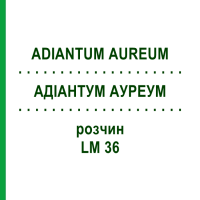 АДІАНТУМ АУРЕУМ (ADIANTUM AUREUM) LM 36 розчин 10 мл - Гомеопатія ARCANA DR.SEWERIN