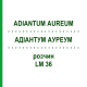 АДИАНТУМ АУРЕУМ (ADIANTUM AUREUM) LM 36 раствор 10 мл - Гомеопатия ARCANA DR.SEWERIN