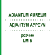 АДИАНТУМ АУРЕУМ (ADIANTUM AUREUM) LM 5 раствор 10 мл - Гомеопатия ARCANA DR.SEWERIN