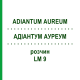 АДИАНТУМ АУРЕУМ (ADIANTUM AUREUM) LM 9 раствор 10 мл - Гомеопатия ARCANA DR.SEWERIN