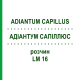 АДИАНТУМ САПИЛЛЮС (ADIANTUM CAPILLUS) LM 16 раствор 10 мл - Гомеопатия ARCANA DR.SEWERIN