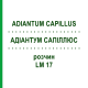 АДИАНТУМ САПИЛЛЮС (ADIANTUM CAPILLUS) LM 17 раствор 10 мл - Гомеопатия ARCANA DR.SEWERIN