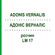 АДОНИС ВЕРНАЛИС (ADONIS VERNALIS) LM 17 раствор 10 мл - Гомеопатия ARCANA DR.SEWERIN
