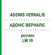 АДОНИС ВЕРНАЛИС (ADONIS VERNALIS) LM 19 раствор 10 мл - Гомеопатия ARCANA DR.SEWERIN
