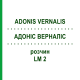 АДОНИС ВЕРНАЛИС (ADONIS VERNALIS) LM 2 раствор 10 мл - Гомеопатия ARCANA DR.SEWERIN