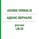 АДОНИС ВЕРНАЛИС (ADONIS VERNALIS) LM 20 раствор 10 мл - Гомеопатия ARCANA DR.SEWERIN