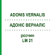АДОНИС ВЕРНАЛИС (ADONIS VERNALIS) LM 21 раствор 10 мл - Гомеопатия ARCANA DR.SEWERIN
