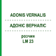 АДОНИС ВЕРНАЛИС (ADONIS VERNALIS) LM 23 раствор 10 мл - Гомеопатия ARCANA DR.SEWERIN