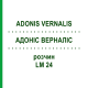 АДОНИС ВЕРНАЛИС (ADONIS VERNALIS) LM 24 раствор 10 мл - Гомеопатия ARCANA DR.SEWERIN