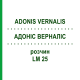 АДОНИС ВЕРНАЛИС (ADONIS VERNALIS) LM 25 раствор 10 мл - Гомеопатия ARCANA DR.SEWERIN