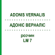 АДОНИС ВЕРНАЛИС (ADONIS VERNALIS) LM 7 раствор 10 мл - Гомеопатия ARCANA DR.SEWERIN