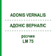 АДОНИС ВЕРНАЛИС (ADONIS VERNALIS) LM 75 раствор 10 мл - Гомеопатия ARCANA DR.SEWERIN