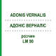 АДОНИС ВЕРНАЛИС (ADONIS VERNALIS) LM 90 раствор 10 мл - Гомеопатия ARCANA DR.SEWERIN