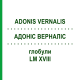 АДОНИС ВЕРНАЛИС (ADONIS VERNALIS) LM XVIII глобули 5 г - Гомеопатия DHU