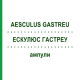 ЕСКУЛЮС ГАСТРЕУ (AESCULUS GASTREU) ампули 100x2 мл - Гомеопатія DR.RECKEWEG