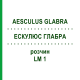 ЭСКУЛЮС ГЛАБРА (AESCULUS GLABRA) LM 1 раствор 10 мл - Гомеопатия ARCANA DR.SEWERIN