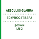 ЭСКУЛЮС ГЛАБРА (AESCULUS GLABRA) LM 2 раствор 10 мл - Гомеопатия ARCANA DR.SEWERIN