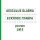 ЭСКУЛЮС ГЛАБРА (AESCULUS GLABRA) LM 5 раствор 10 мл - Гомеопатия ARCANA DR.SEWERIN