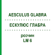 ЭСКУЛЮС ГЛАБРА (AESCULUS GLABRA) LM 6 раствор 10 мл - Гомеопатия ARCANA DR.SEWERIN