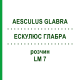 ЭСКУЛЮС ГЛАБРА (AESCULUS GLABRA) LM 7 раствор 10 мл - Гомеопатия ARCANA DR.SEWERIN