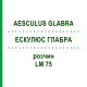 ЭСКУЛЮС ГЛАБРА (AESCULUS GLABRA) LM 75 раствор 10 мл - Гомеопатия ARCANA DR.SEWERIN