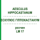 ЭСКУЛЮС ГИППОКАСТАНУМ (AESCULUS HIPPOCASTANUM) LM 17 раствор 10 мл - Гомеопатия ARCANA DR.SEWERIN