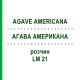 АГАВА АМЕРИКАНА (AGAVE AMERICANA) LM 21 раствор 10 мл - Гомеопатия ARCANA DR.SEWERIN