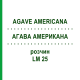 АГАВА АМЕРИКАНА (AGAVE AMERICANA) LM 25 раствор 10 мл - Гомеопатия ARCANA DR.SEWERIN