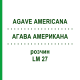 АГАВА АМЕРИКАНА (AGAVE AMERICANA) LM 27 раствор 10 мл - Гомеопатия ARCANA DR.SEWERIN