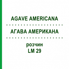 АГАВА АМЕРИКАНА (AGAVE AMERICANA) LM 29 раствор 10 мл - Гомеопатия ARCANA DR.SEWERIN