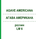 АГАВА АМЕРИКАНА (AGAVE AMERICANA) LM 6 раствор 10 мл - Гомеопатия ARCANA DR.SEWERIN