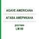 АГАВА АМЕРИКАНА (AGAVE AMERICANA) LM 60 раствор 10 мл - Гомеопатия ARCANA DR.SEWERIN