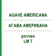 АГАВА АМЕРИКАНА (AGAVE AMERICANA) LM 7 раствор 10 мл - Гомеопатия ARCANA DR.SEWERIN
