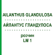 АЙЛАНТУС ГЛАНДУЛОСА (AILANTHUS GLANDULOSA) LM 1 раствор 10 мл - Гомеопатия ARCANA DR.SEWERIN
