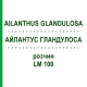 АЙЛАНТУС ГЛАНДУЛОСА (AILANTHUS GLANDULOSA) LM 100 раствор 10 мл - Гомеопатия ARCANA DR.SEWERIN