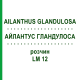 АЙЛАНТУС ГЛАНДУЛОСА (AILANTHUS GLANDULOSA) LM 12 раствор 10 мл - Гомеопатия ARCANA DR.SEWERIN