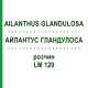 АЙЛАНТУС ГЛАНДУЛОСА (AILANTHUS GLANDULOSA) LM 120 раствор 10 мл - Гомеопатия ARCANA DR.SEWERIN