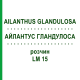 АЙЛАНТУС ГЛАНДУЛОСА (AILANTHUS GLANDULOSA) LM 15 раствор 10 мл - Гомеопатия ARCANA DR.SEWERIN