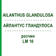 АЙЛАНТУС ГЛАНДУЛОСА (AILANTHUS GLANDULOSA) LM 16 раствор 10 мл - Гомеопатия ARCANA DR.SEWERIN