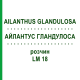 АЙЛАНТУС ГЛАНДУЛОСА (AILANTHUS GLANDULOSA) LM 18 раствор 10 мл - Гомеопатия ARCANA DR.SEWERIN