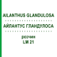 АЙЛАНТУС ГЛАНДУЛОСА (AILANTHUS GLANDULOSA) LM 21 раствор 10 мл - Гомеопатия ARCANA DR.SEWERIN