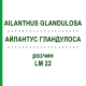АЙЛАНТУС ГЛАНДУЛОСА (AILANTHUS GLANDULOSA) LM 22 раствор 10 мл - Гомеопатия ARCANA DR.SEWERIN