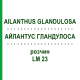 АЙЛАНТУС ГЛАНДУЛОСА (AILANTHUS GLANDULOSA) LM 23 раствор 10 мл - Гомеопатия ARCANA DR.SEWERIN